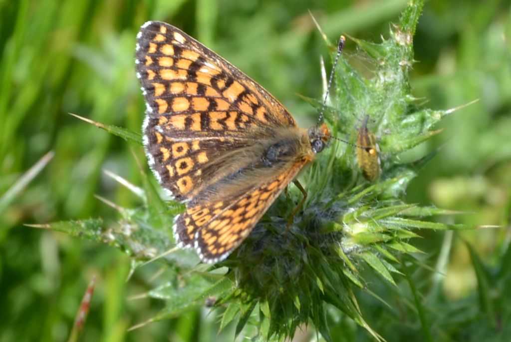 euphydrias aurinia?